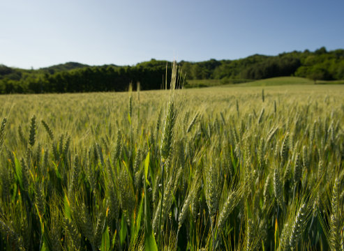 Muvobit campo di grano Zerbo